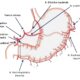 ¿Cuáles son las arterias del estómago?