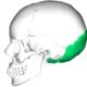 Huesos del cráneo: occipital