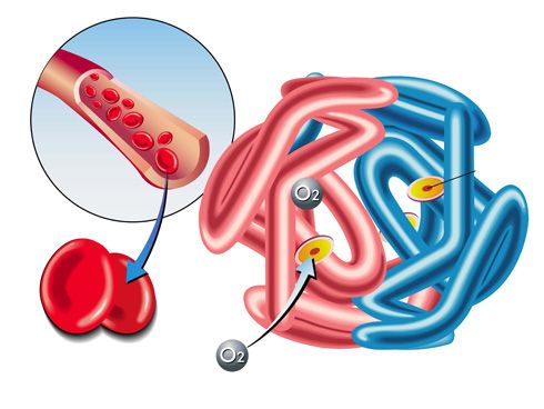 ¿Qué es la hemoglobina?