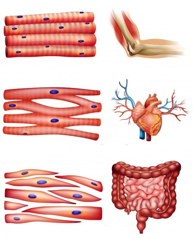 ¿Qué tipos de tejido muscular hay en el organismo humano?