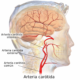 ¿Qué es la arteria carótida común?