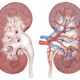 ¿Cómo es la vascularización arterial renal?