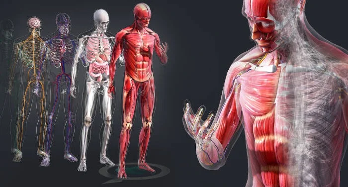 ¿Cuáles son los sistemas que conforman el cuerpo humano?