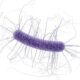 ¿Qué es la colitis por Clostridium difficile?
