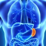 ¿Cómo es la anatomía del bazo?
