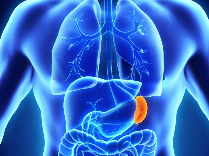 ¿Cómo es la anatomía del bazo?