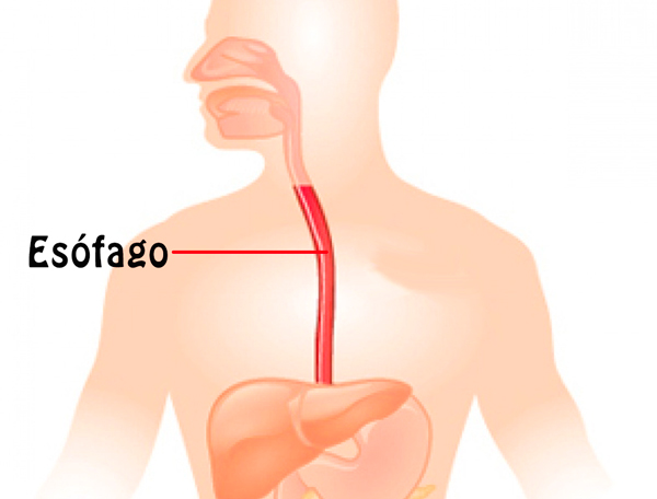 Anatomía descriptiva de esófago