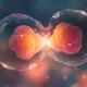 El ciclo celular, mitosis y meiosis.