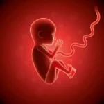 ¿Cómo es la circulación fetal?
