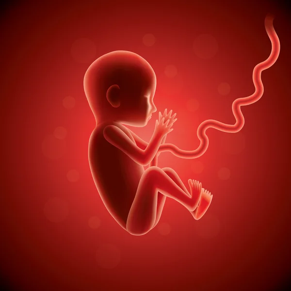 Vena umbilical: anatomía y función