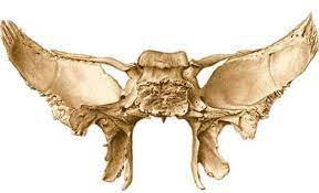 Huesos del cráneo: esfenoides
