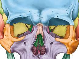 ¿Qué huesos forman las órbitas craneales?