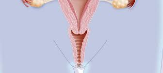 Anatomía de vagina