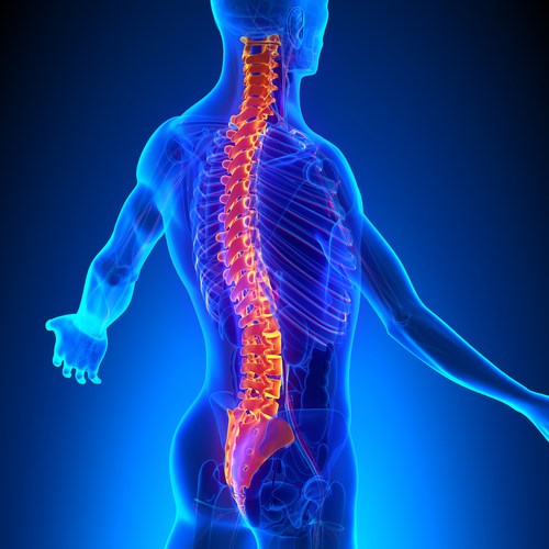 Curvaturas normales de la columna vertebral