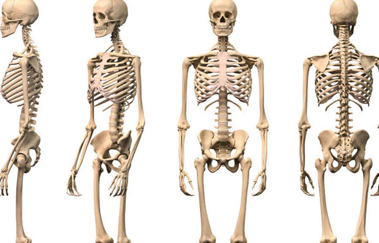 ¿Cuáles son las partes del esqueleto humano?