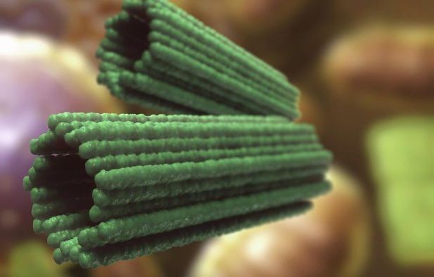 ¿Qué son los centriolos? Estructuras celulares.