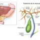 Anatomía de las vías biliares