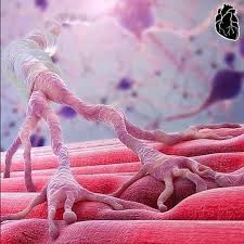 ¿Qué es un bloqueador del receptor muscarínico?