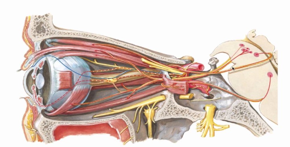 Anatomía del nervio oculomotor