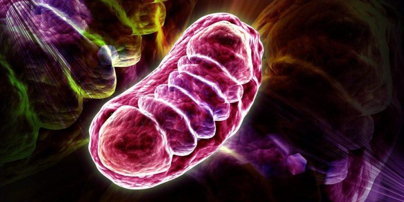 ¿Qué son las mitocondrias?