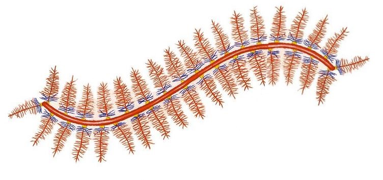 Proteínas no colágenas que se encuentran en la matriz ósea