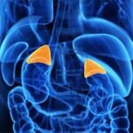 Anatomía de las glándulas suprarrenales