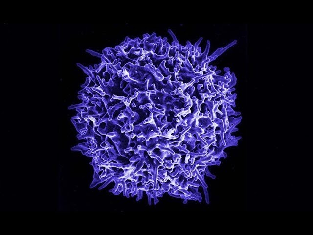 Marcadores de cúmulo de diferenciación de las células linfáticas