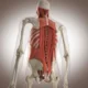 ¿Cuáles son los músculos propios del dorso?