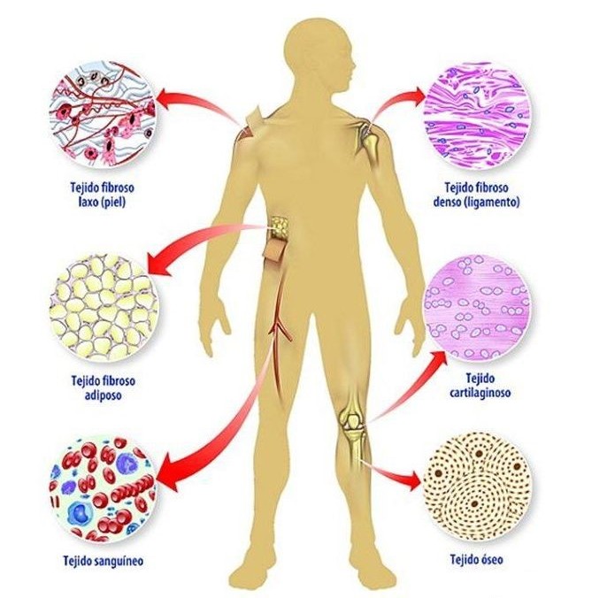¿Cuáles son tipos de tejidos del cuerpo humano?