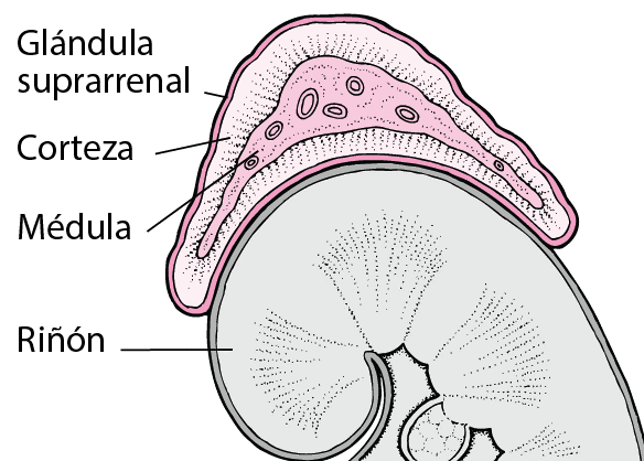 ¿Qué hormonas produce la corteza suprarrenal?