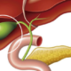 Anatomía general de la vesícula biliar