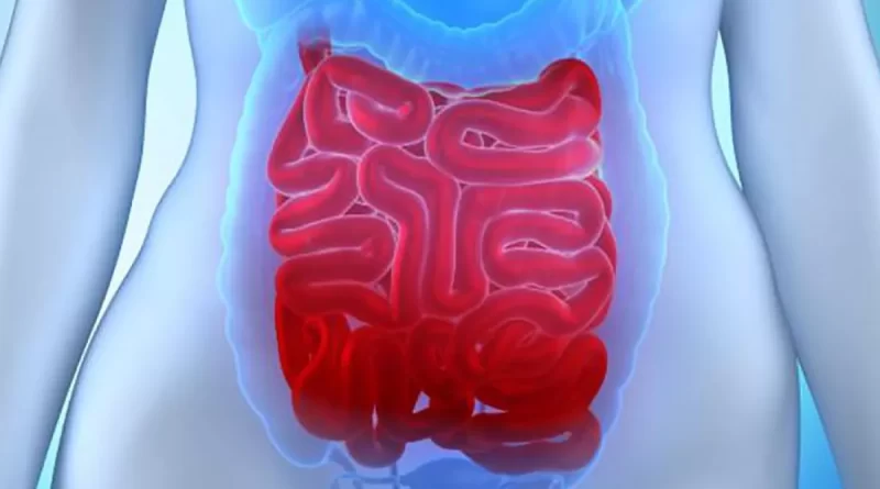 ¿Cuáles son las porciones del intestino delgado?