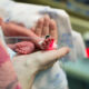 Microorganismos causales sepsis neonatal