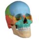 ¿Cuáles son los pilares de la unión craneofacial?