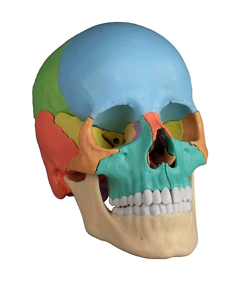 ¿Cuáles son los pilares de la unión craneofacial?