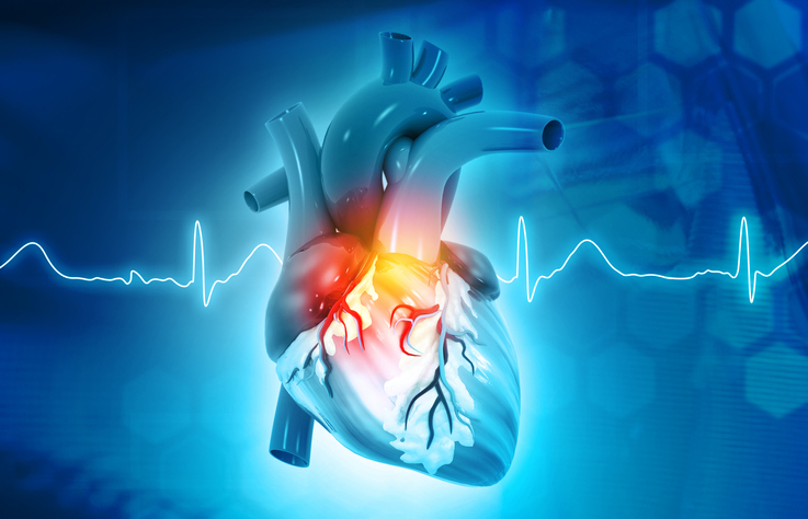 ¿Cómo se excita el músculo del corazón?