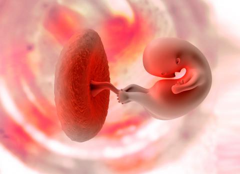 ¿Qué es la placenta?