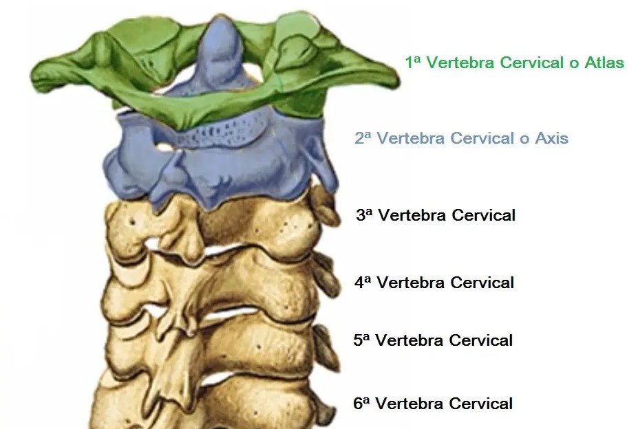 Anatomía de la articulación atlantoaxoidea