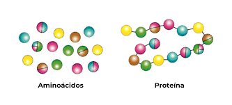 ¿Cómo se distribuyen los aminoácidos en el organismo?