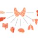 Acciones de las hormonas tiroideas en el organismo