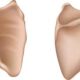 Anatomía descriptiva de la escápula