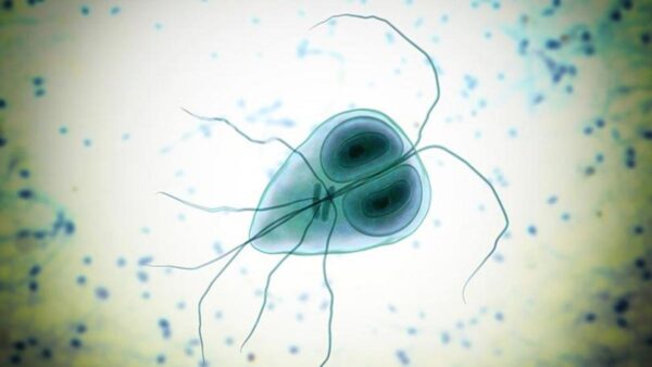Giardiosis