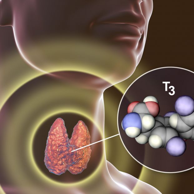 ¿Cómo llegan las hormonas tiroideas a la sangre?