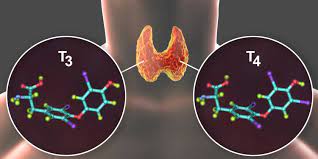 ¿Cuáles son las principales funciones de las hormonas tiroideas?