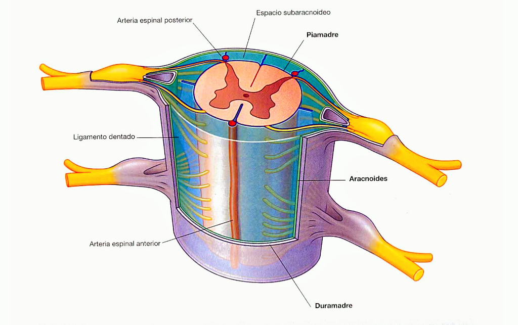 ¿Cuáles son las meninges que protegen la médula espinal?