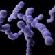 ¿Qué causa la infección por estreptococos del grupo B?