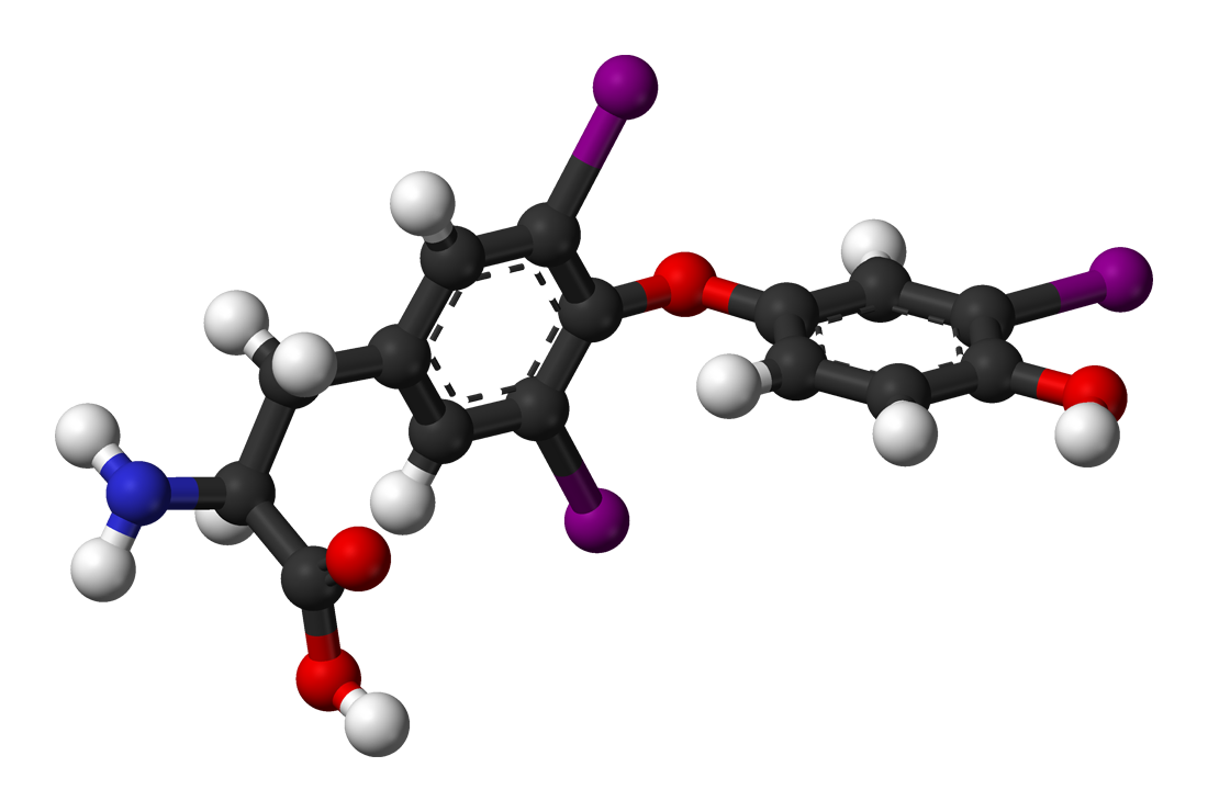Síntesis de hormonas tiroideas