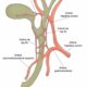 ¿Cuánto miden los conductos biliares extrahepáticos?