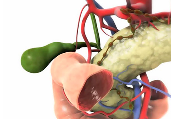 Relaciones anatómicas de la vía biliar
