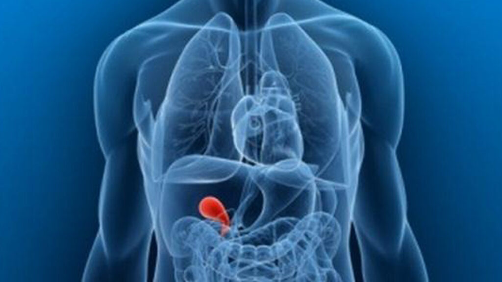 ¿Cuál es la función de la vesícula biliar?